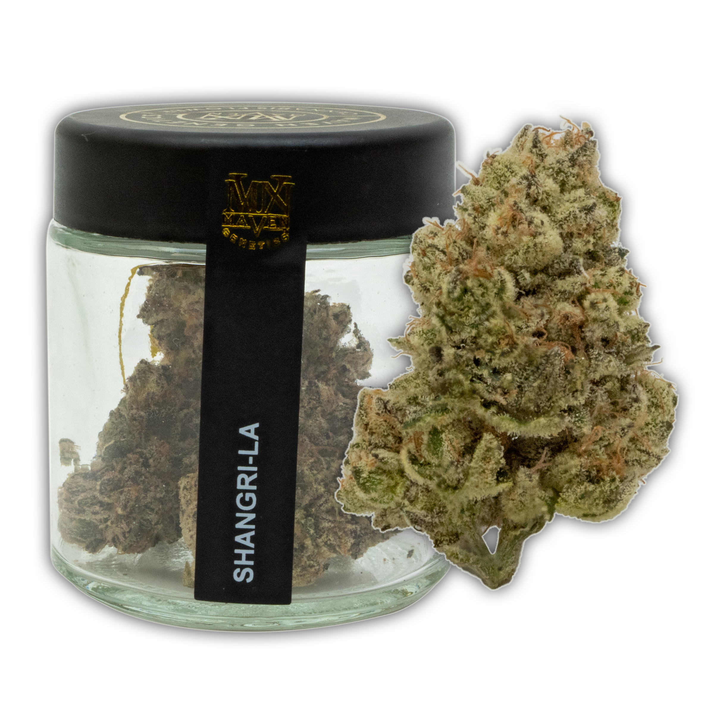 MVN | SHANGRI LA | 3.5G