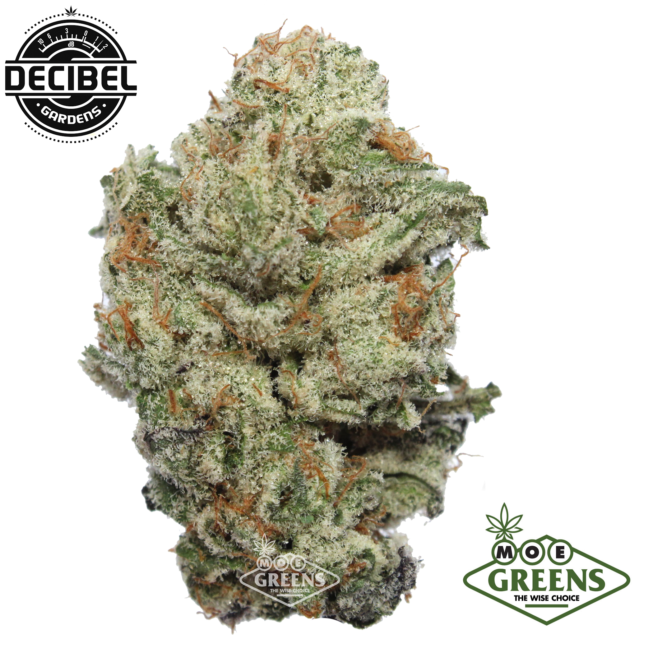 Decibel Gardens: Watermelon Punch