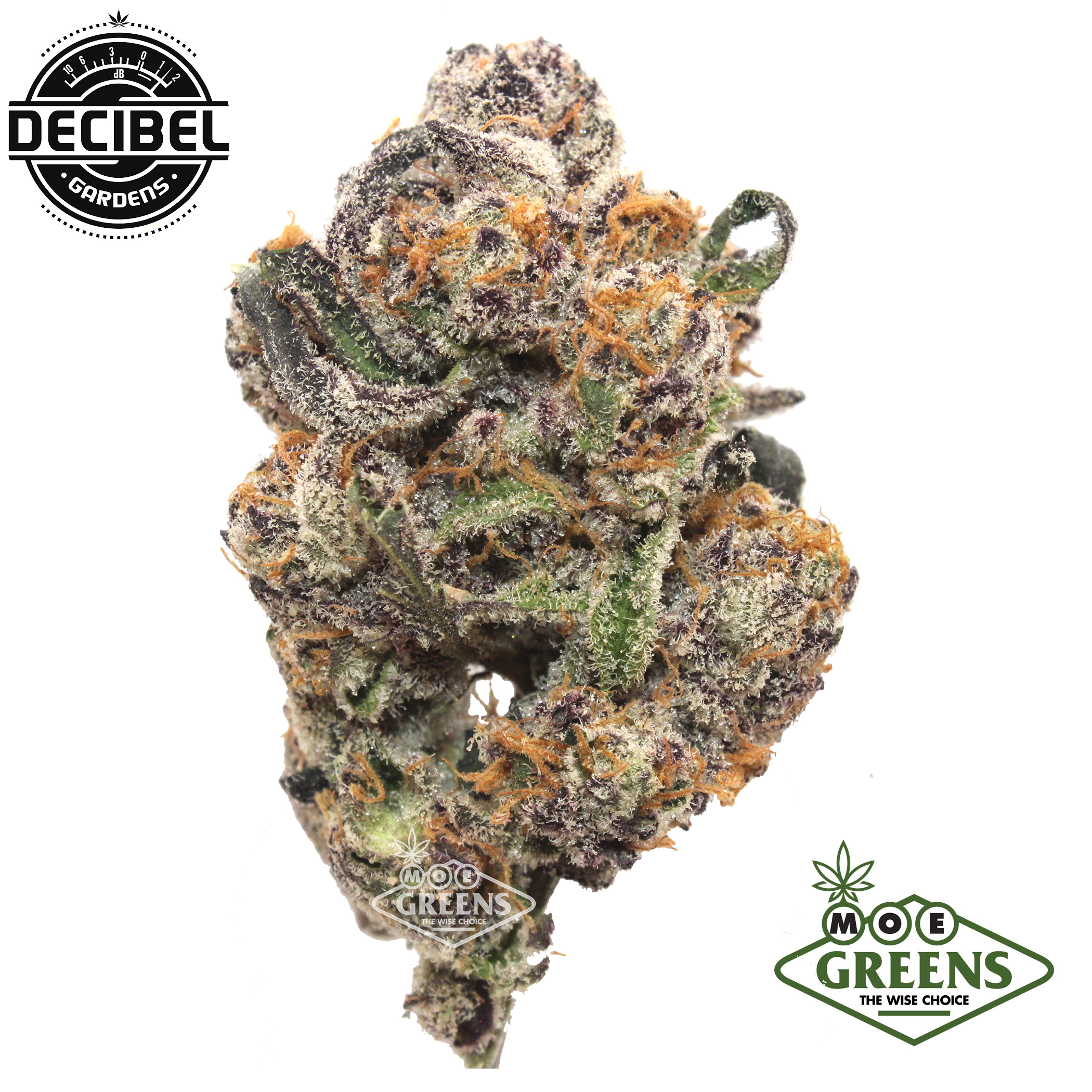 Decibel Gardens: Roswell 47