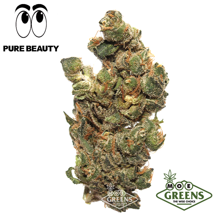 Pure Beauty — GSD [THCV] -