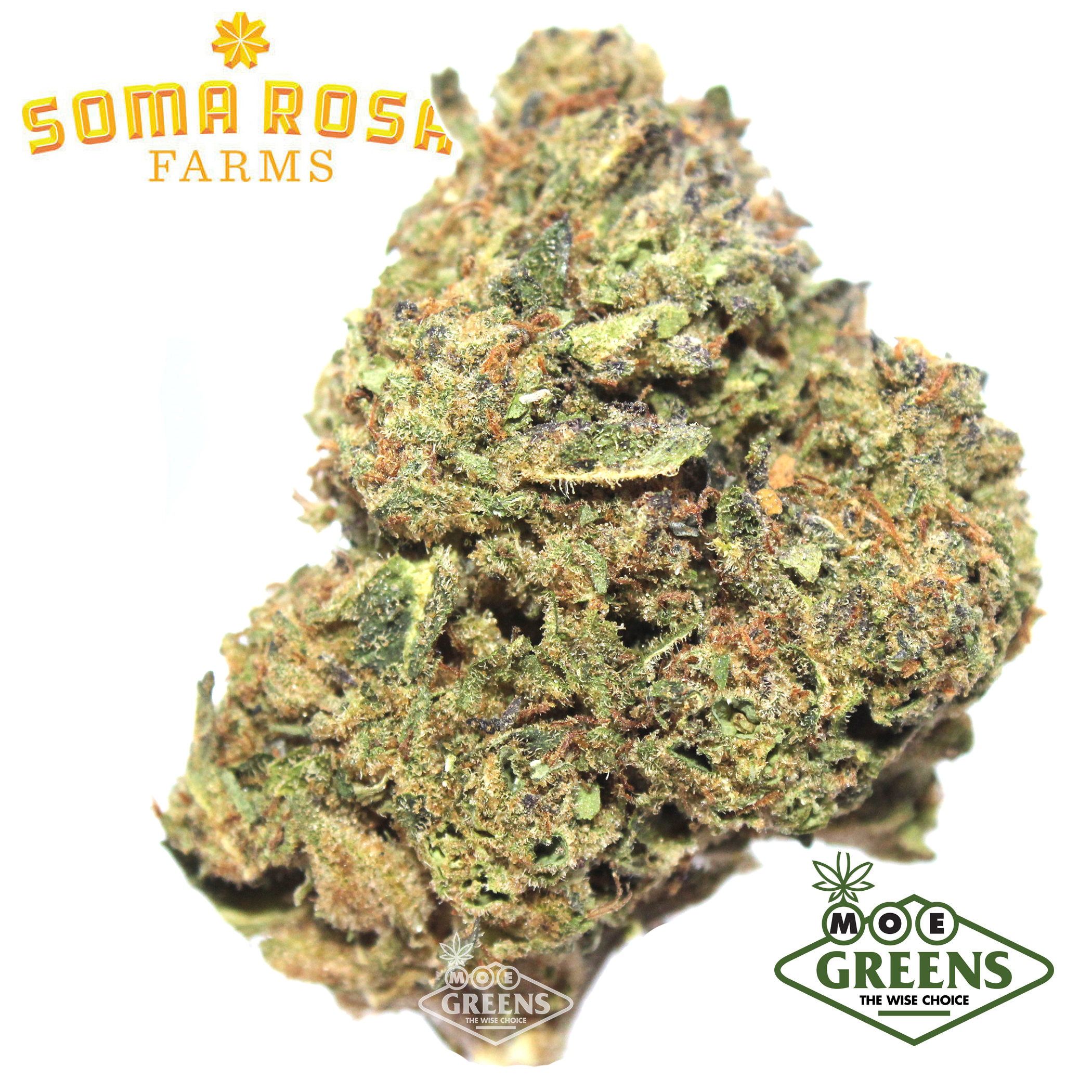 Soma Rosa: Lemon Snow Leopard
