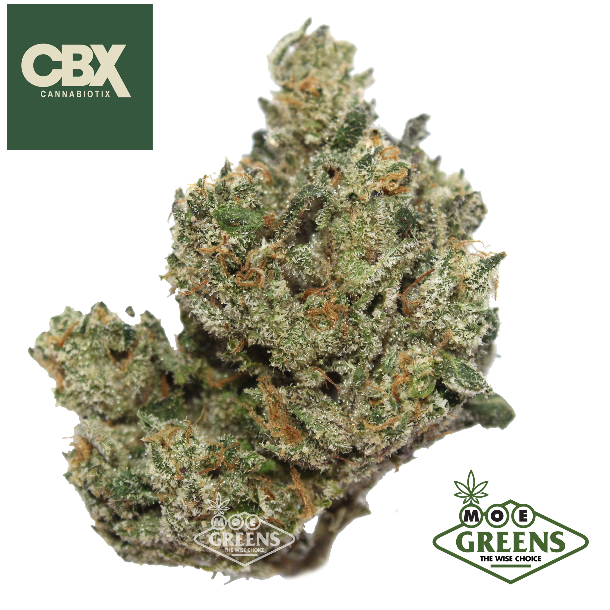 Cannabiotix — BLUEBERT