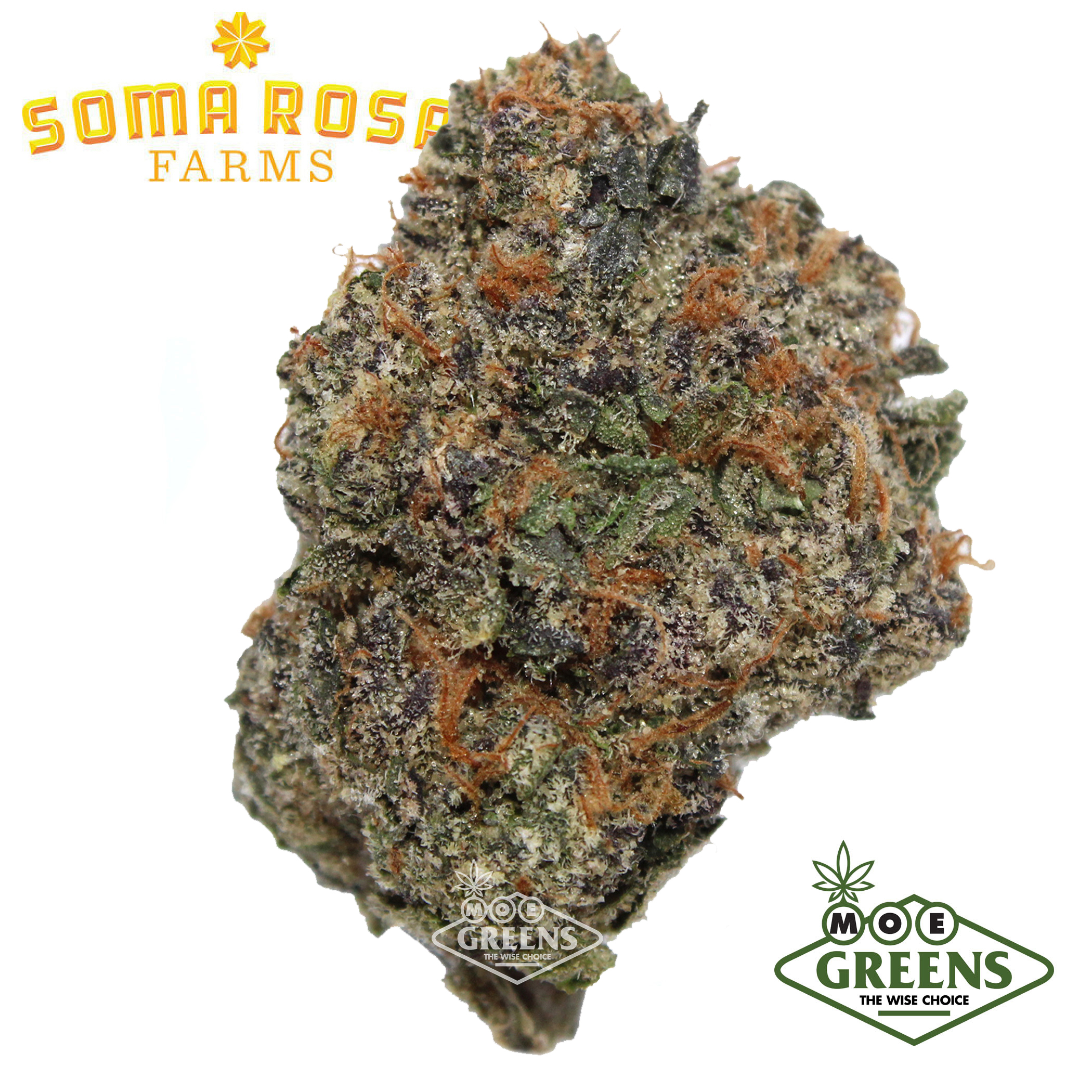 Soma Rosa: Obama Runtz