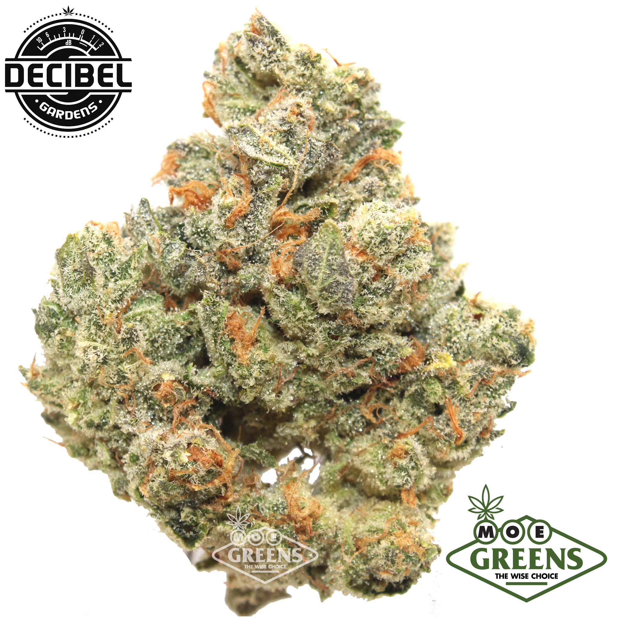 Decibel Gardens: King Kush