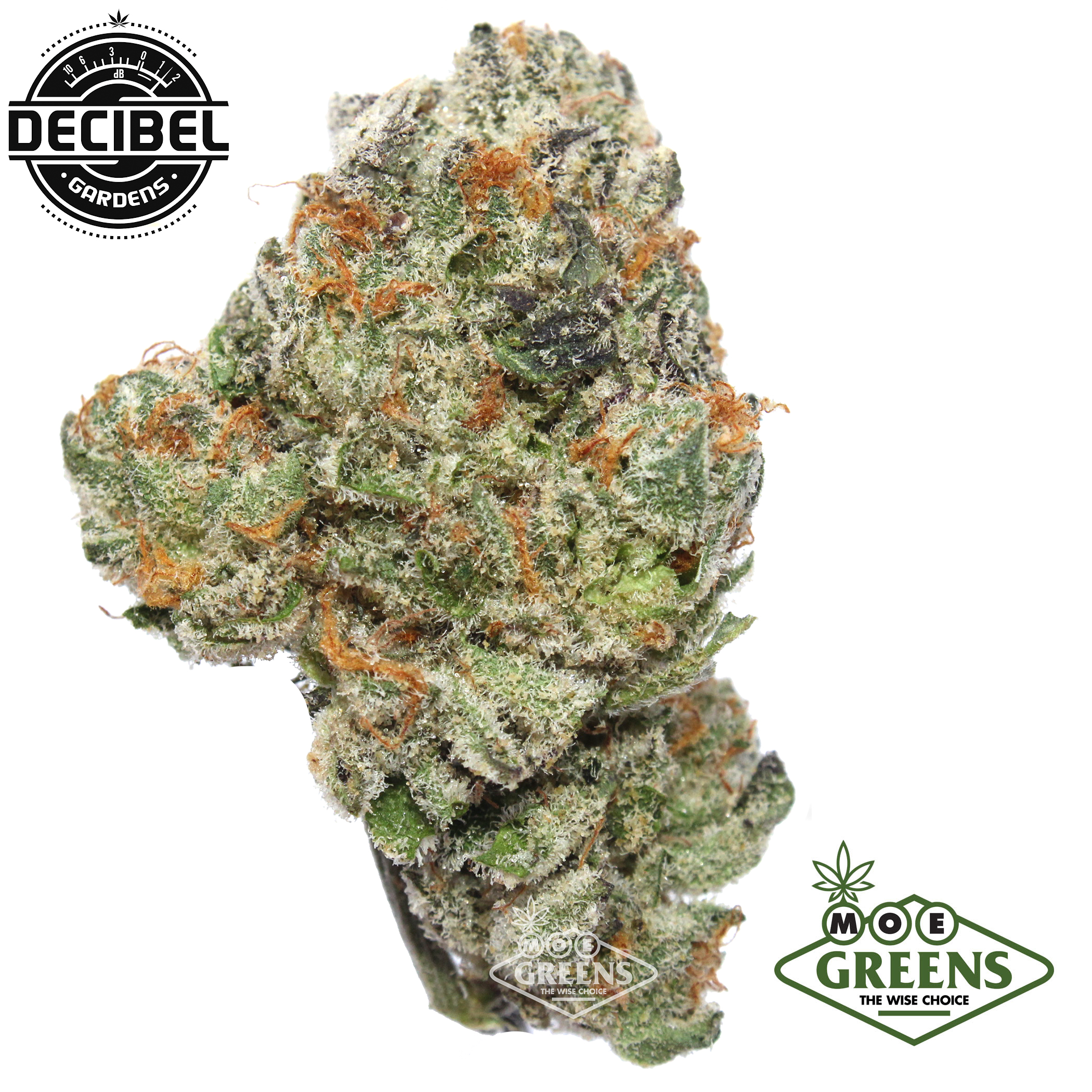 Decibel Gardens: Galactic Shogun