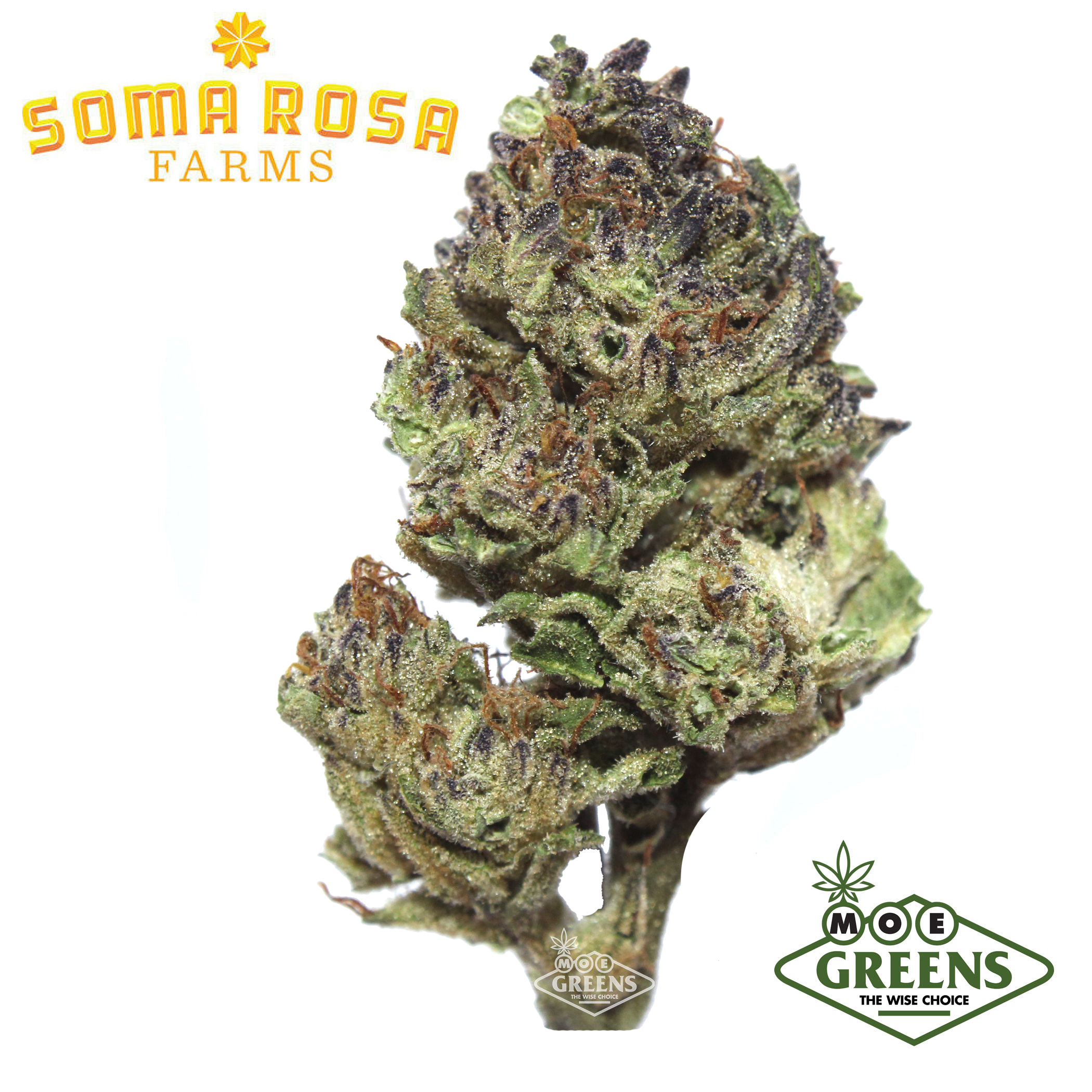 Soma Rosa — BUBBA DIAGONAL X GUSH MINTZ -