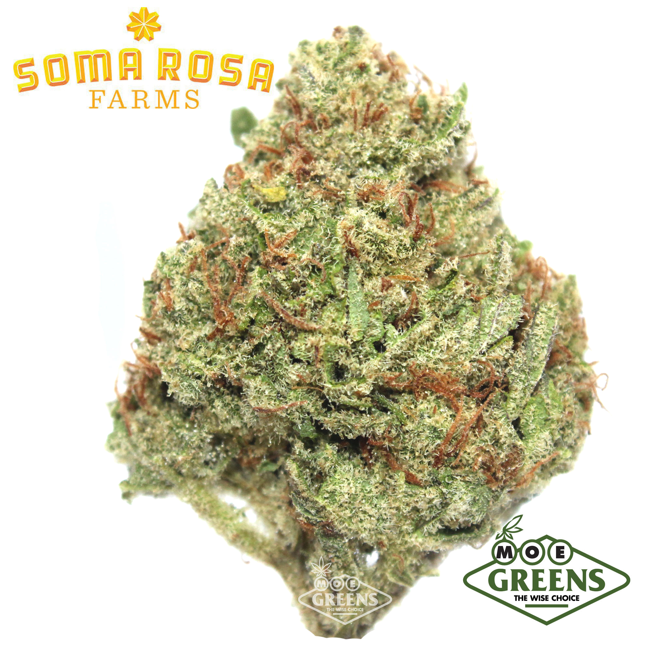 Soma Rosa: Lavender Jack