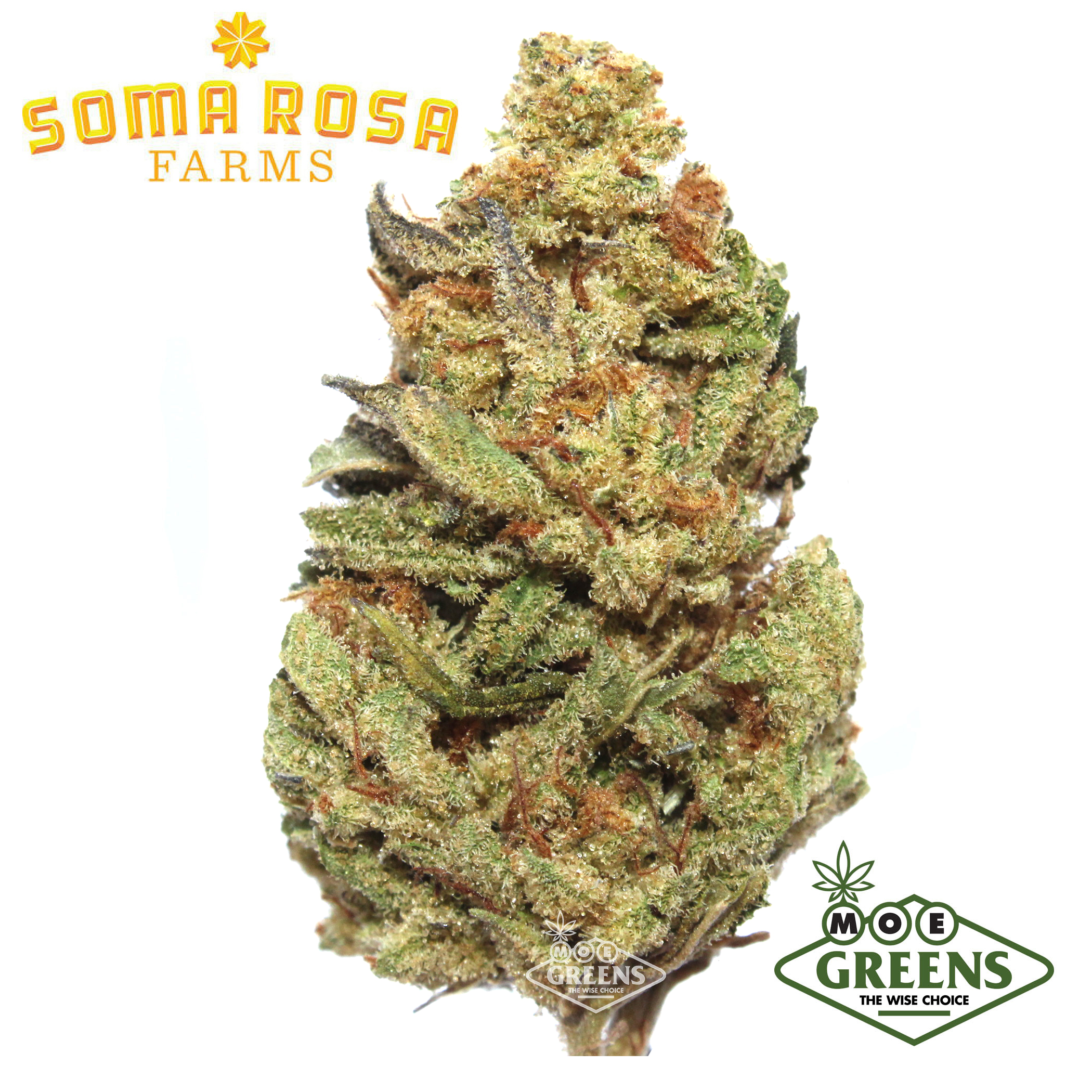Soma Rosa: Glitter Bomb