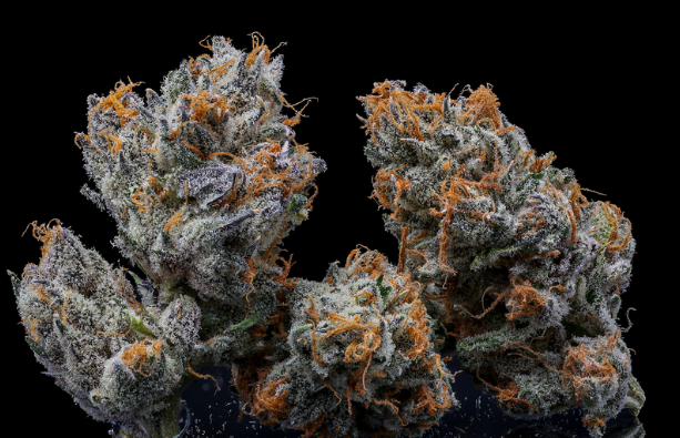 FLOWER - BLUE NERDZ