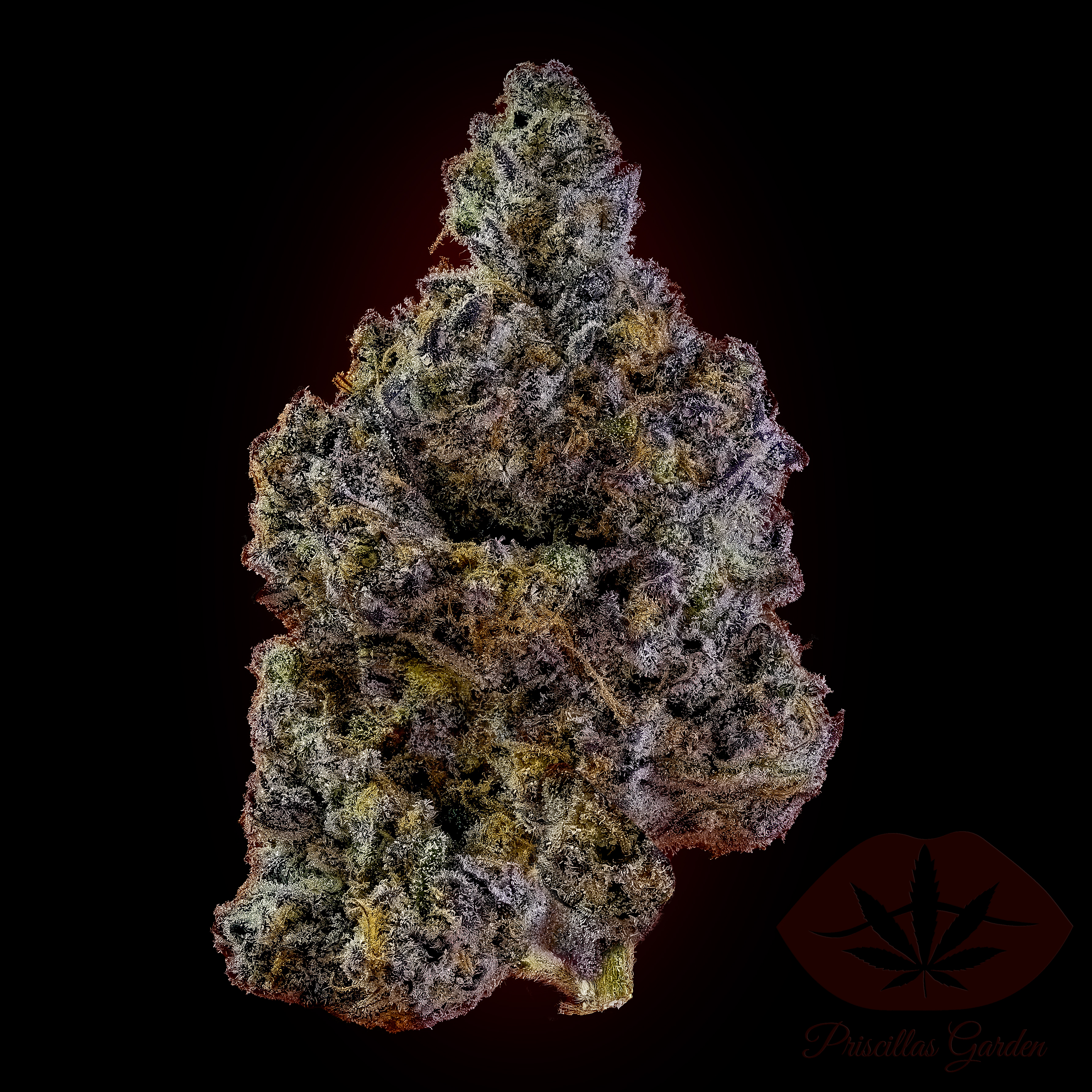 FLOWER - CHERRY LEMONADE
