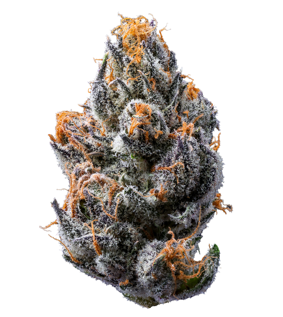 FLOWER - BLUEBERRY BLIZZARD