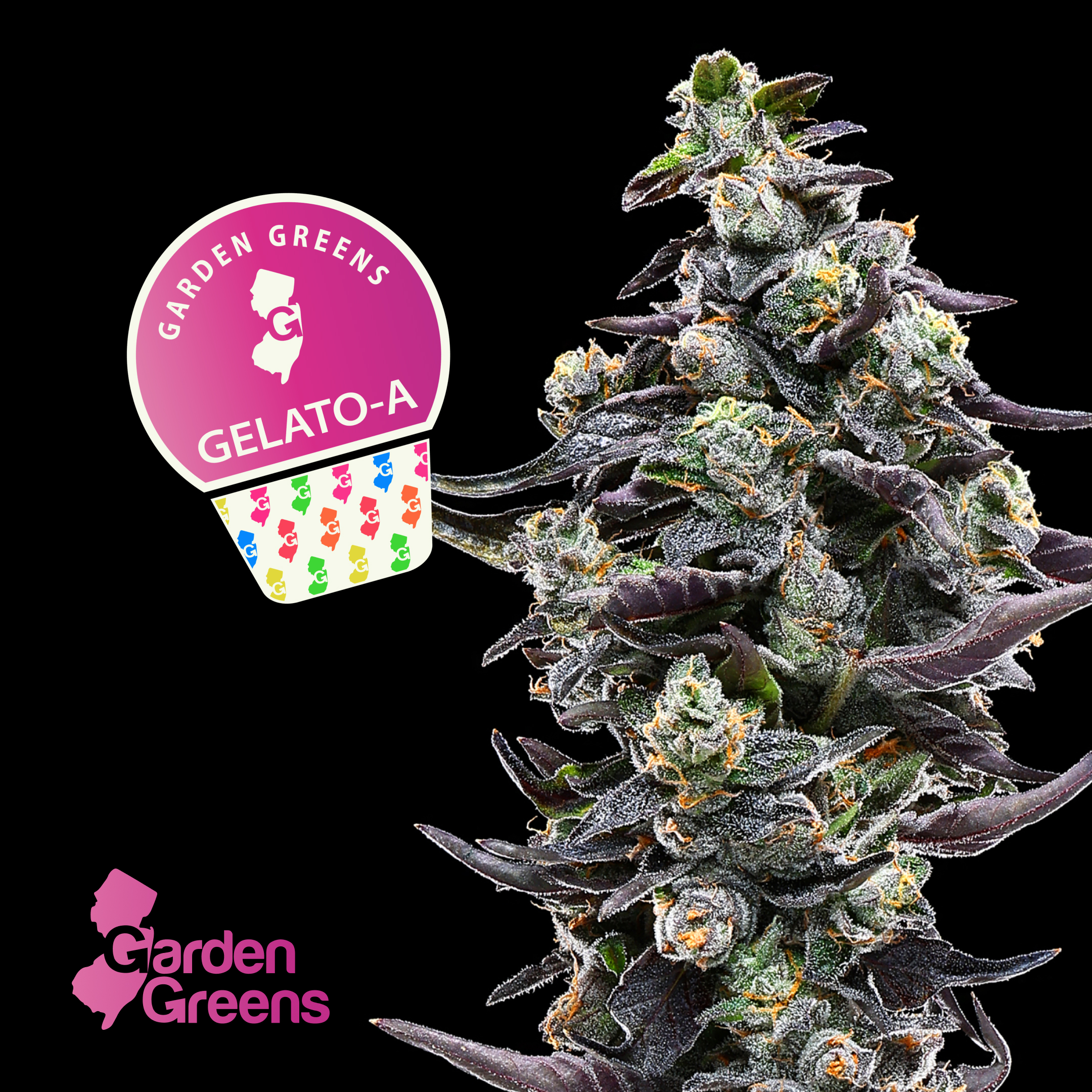 Gelato A | 3.5g