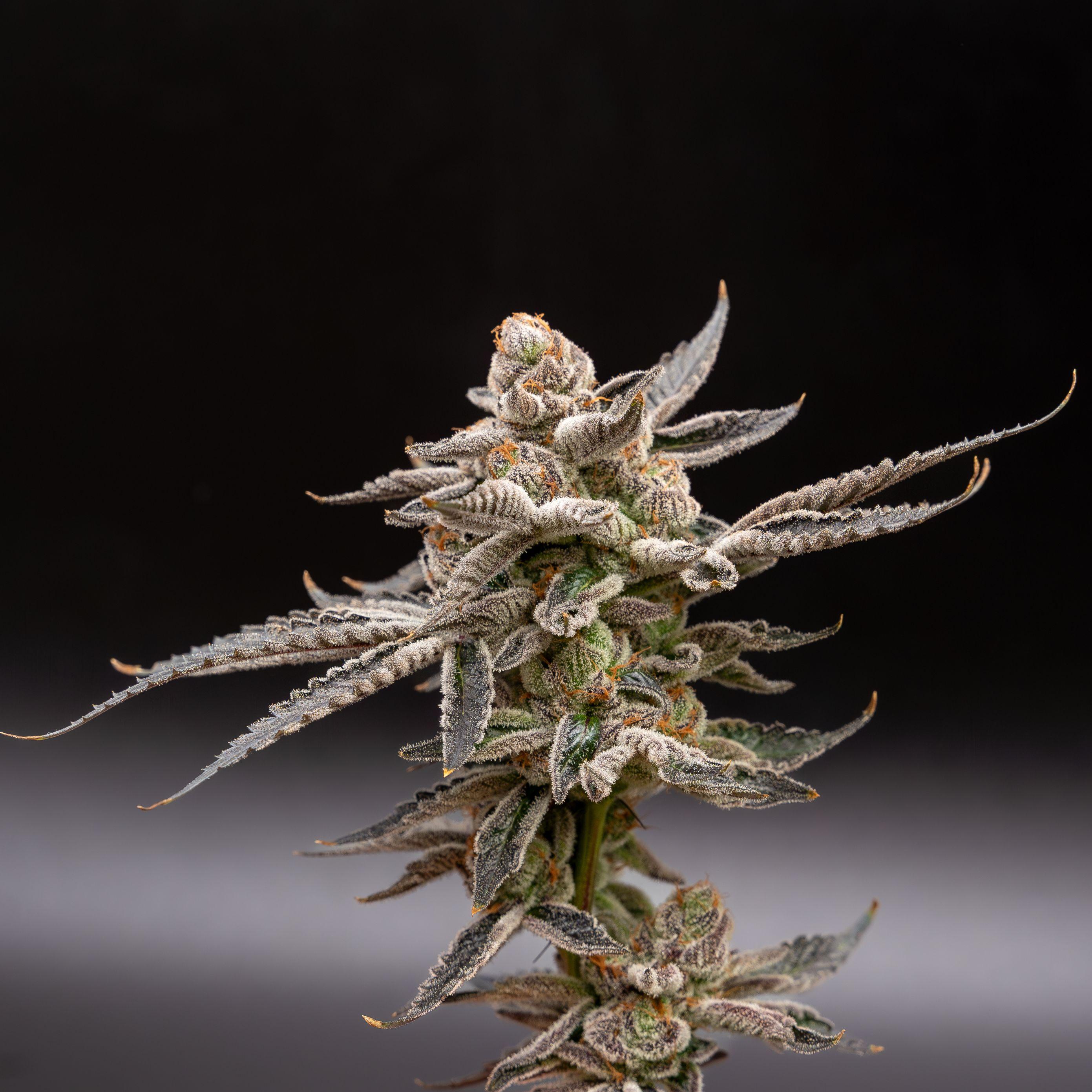 14g Jokerz Candy Premium Smalls