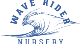 WAVE RIDER - WAVE RIDER LEMON BARS 14PK 0.5G PREROLL