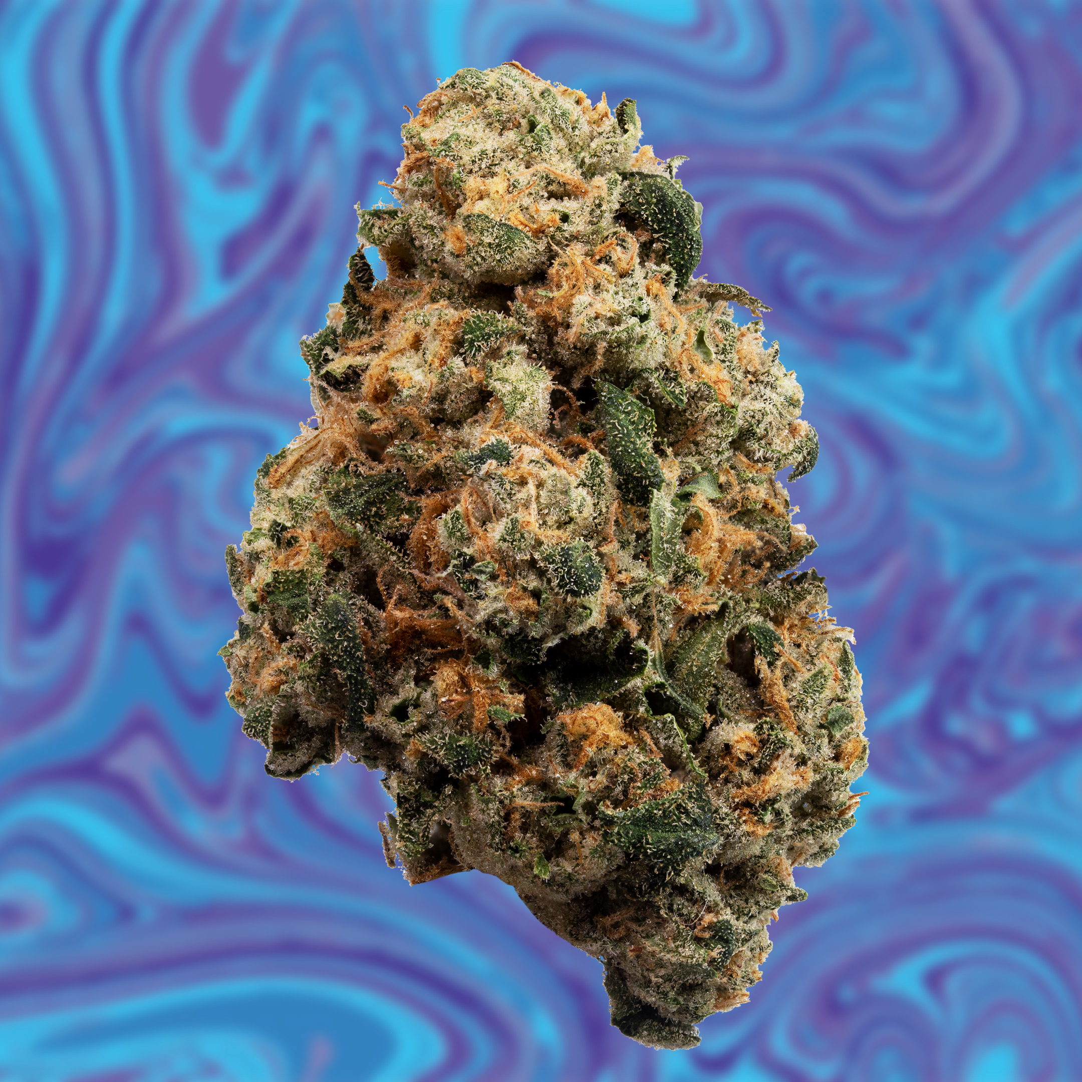 CATS UNDER THE STARS - 3.5G