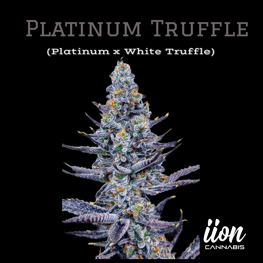 IION - PLATINUM TRUFFLE - 3.5G