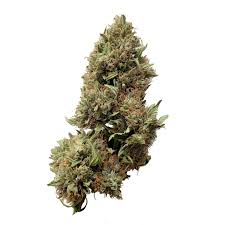 CLARITY GARDENS - OPULENCE - TOP SHELF - 1/2 OZ