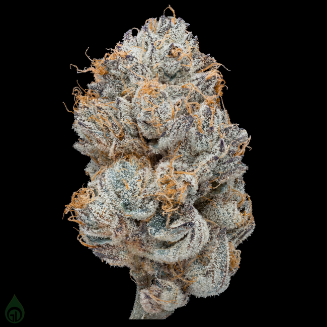 (MED) GREEN DOT LABS - PURPLE FROOT - 7G