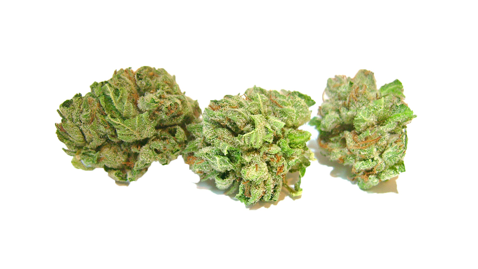 GROW FORTH GARDENS - POPCORN - 1/2OZ