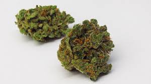 SEVEN LEAVES - SHERBO - 4G