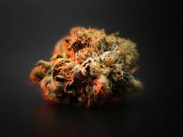 BUD FOX - GUAVA - TOP SHELF - 1/2OZ