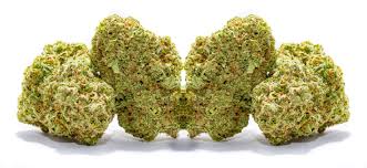 CLARITY GARDENS - HOLLYWOOD TROPICANA - TOP SHELF - 1/2 OZ