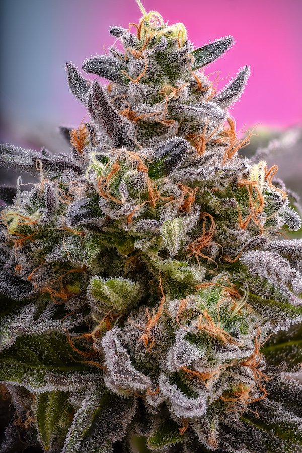 MALEK'S - PINA GRANDE - 3.5G