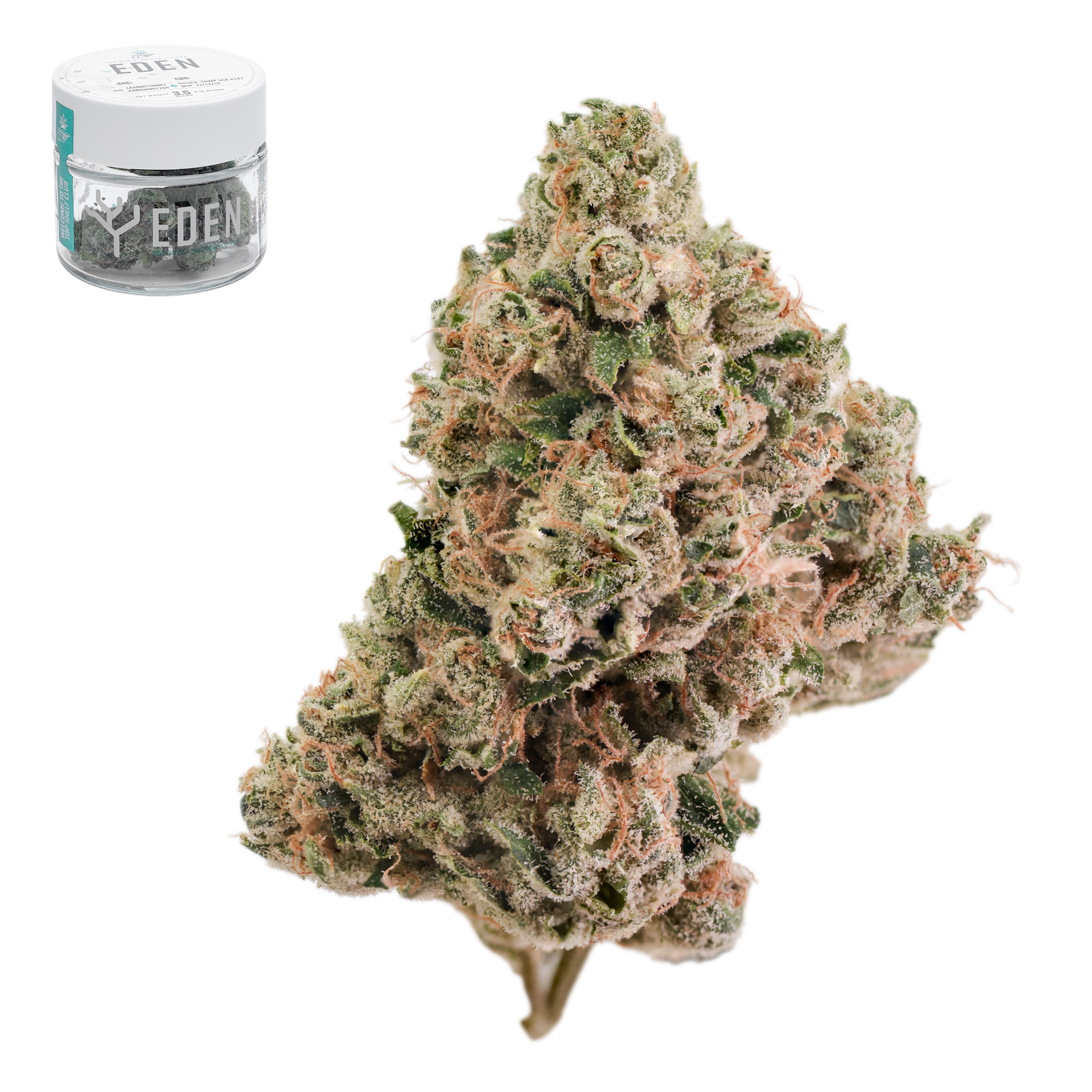 Eden - Pakastani Landrace x Blue Cheese - 3.5 g Main Image