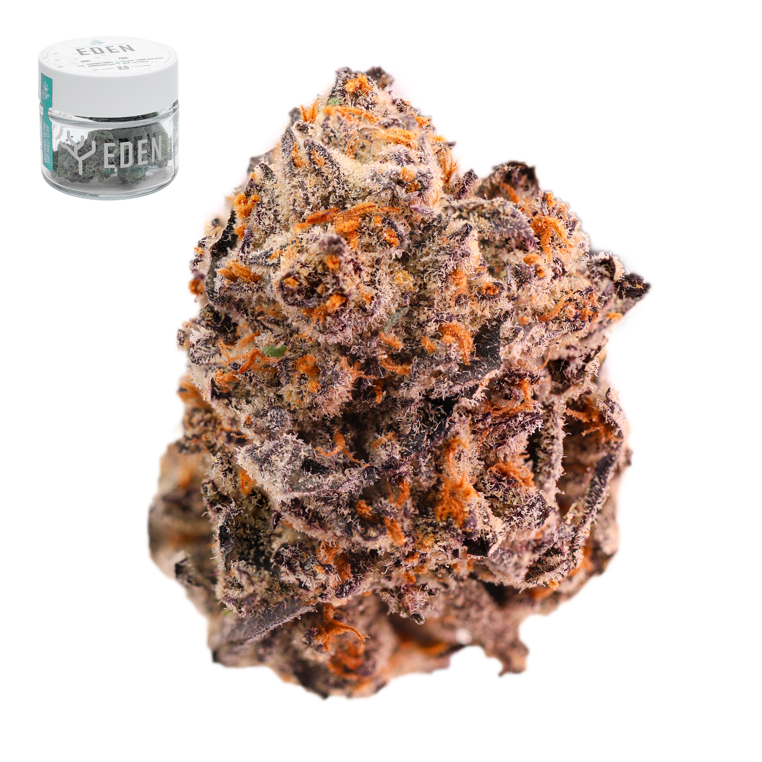 PURPLE DURBAN POISON