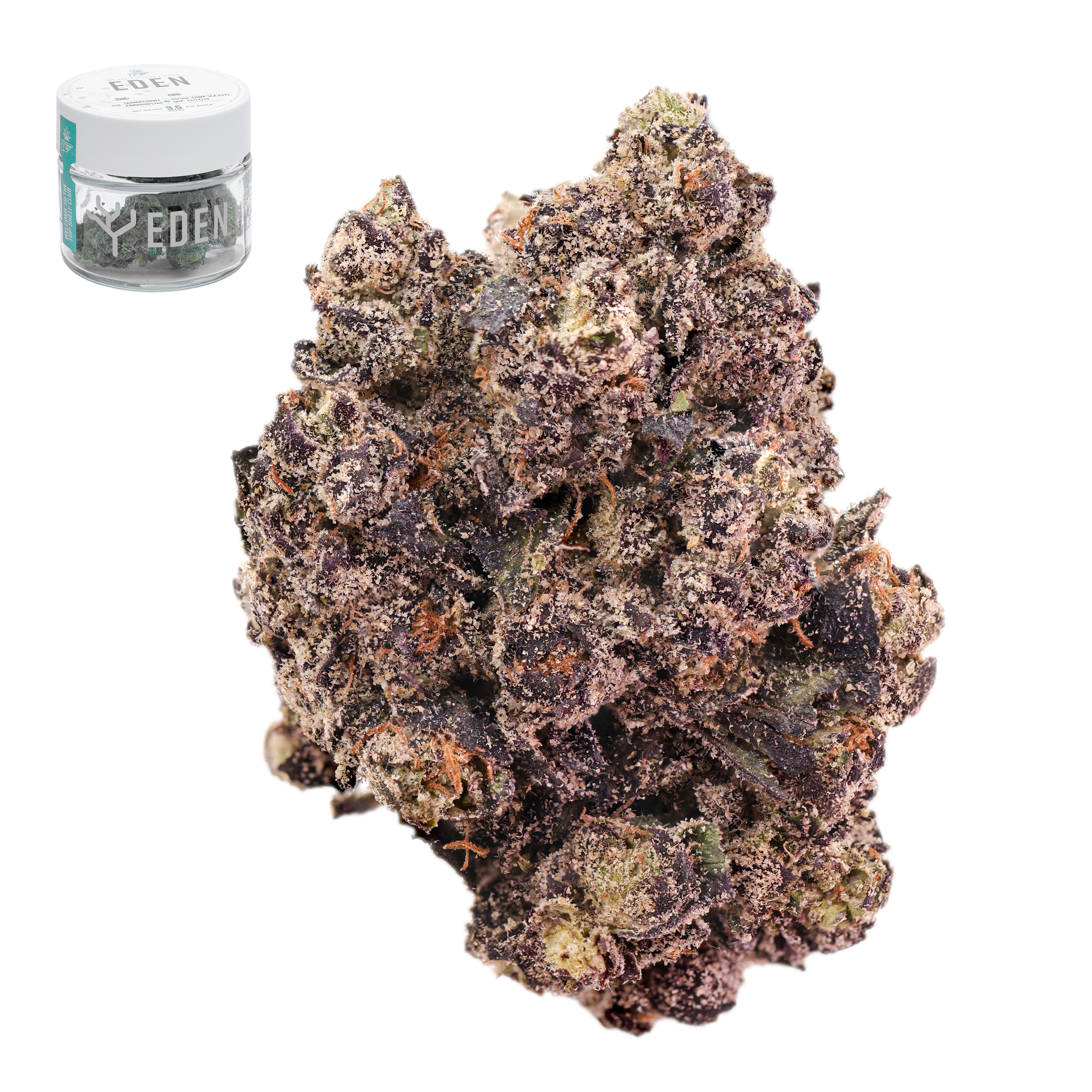 GOD'S GIFT PURPLE