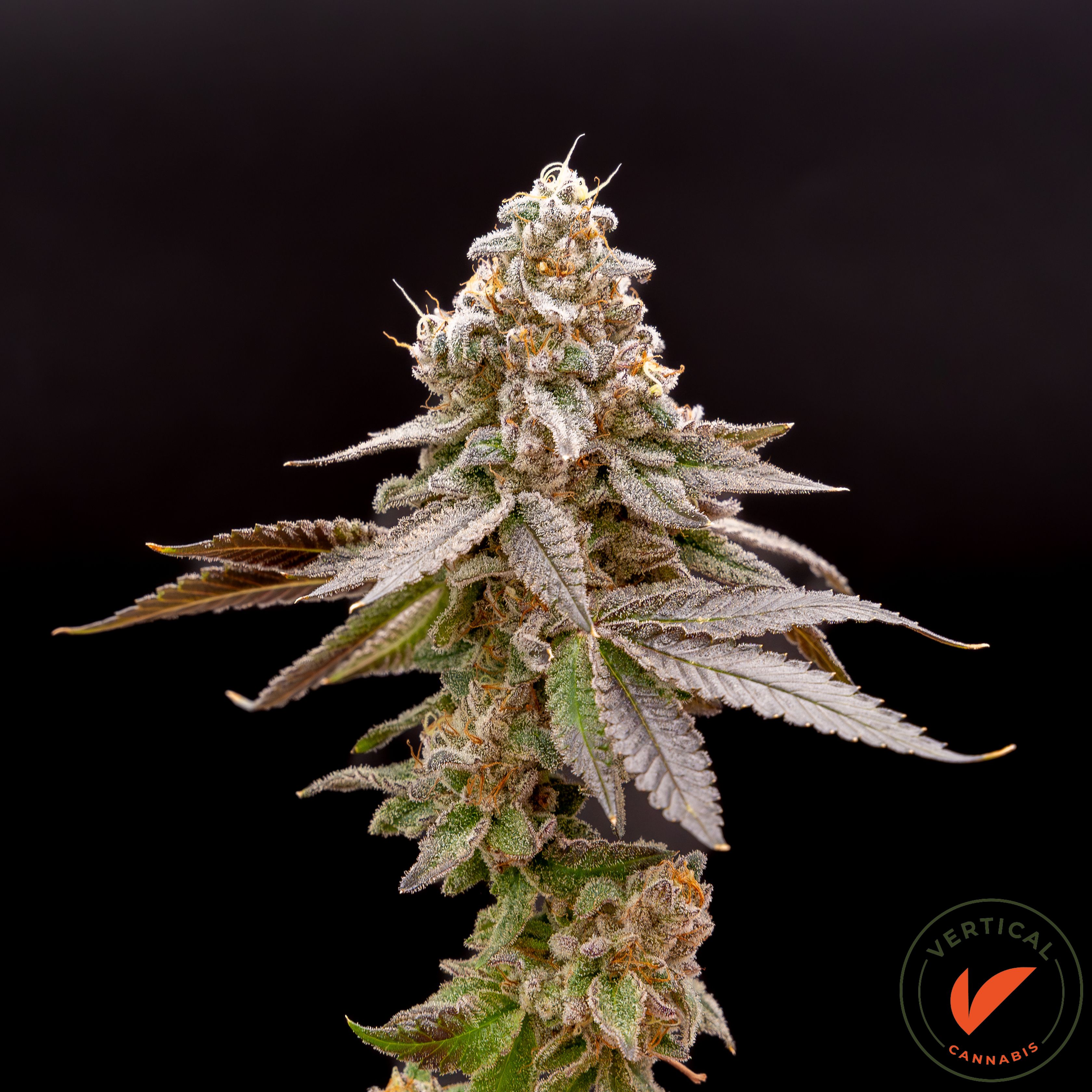 Vertical | LA Kush Cake | 7g