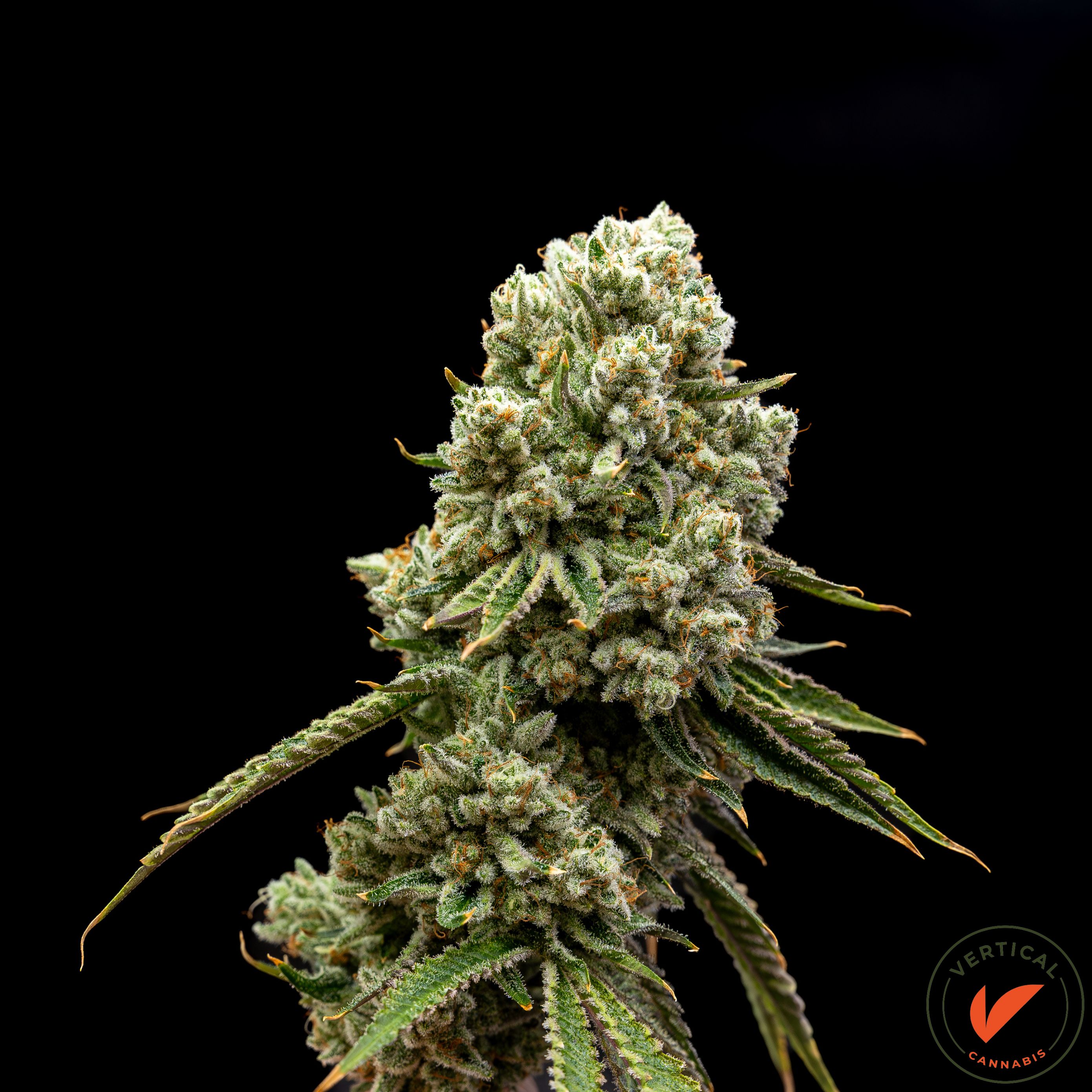 Vertical | Wild OG Smalls | 7g