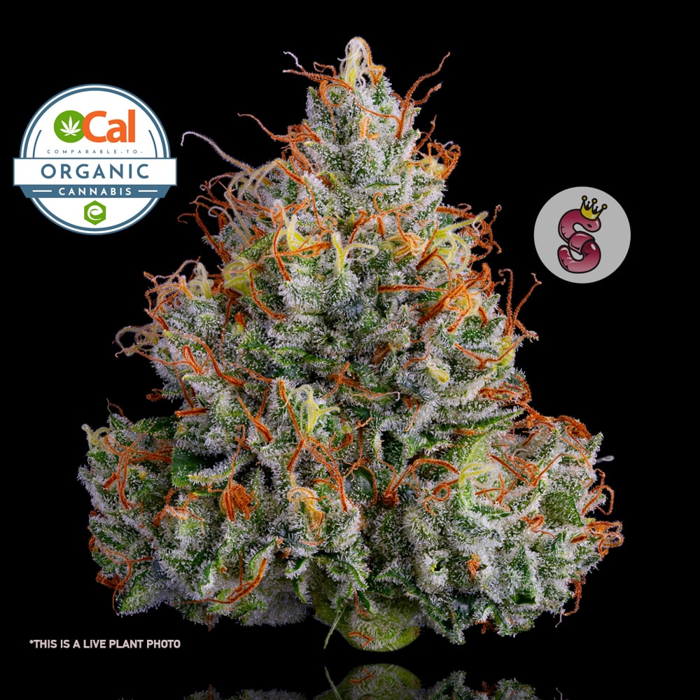 Lemon Banana Sherbert