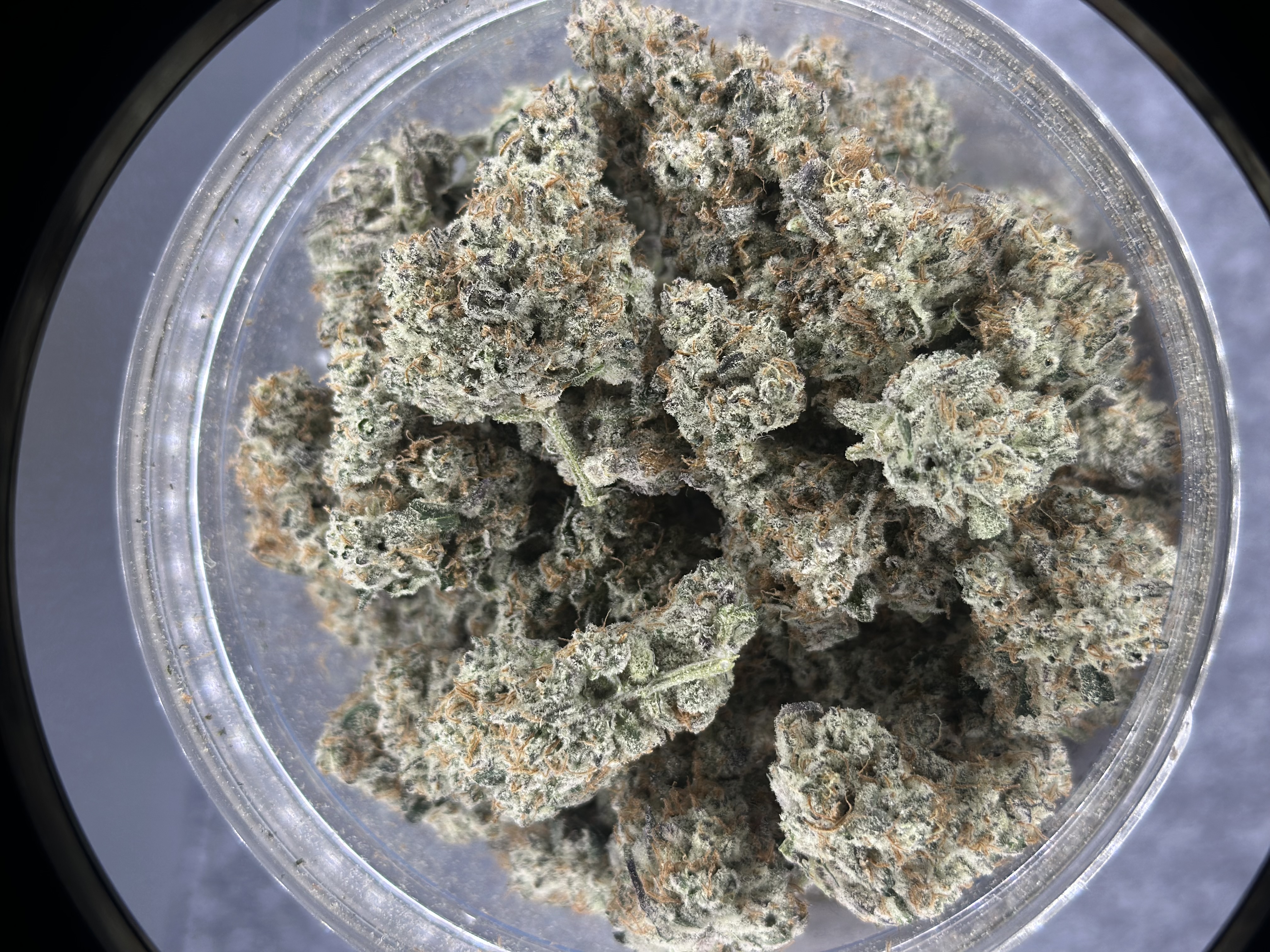Mitten Canna - Demon Runtz