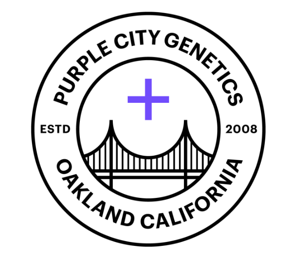 PURPLE CITY GENETICS - HONEY RUNTZ (EL KREM) - 6PK/SEEDS