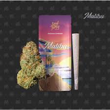 Seed Junky - Malibu - Preroll - [H] - 1 g