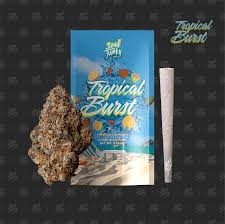 Seed Junky - Tropical Burst - Preroll - [S] - 1 g