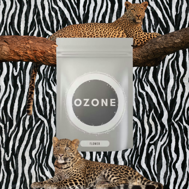 LITTLES | ANIMAL CAKE | 7G