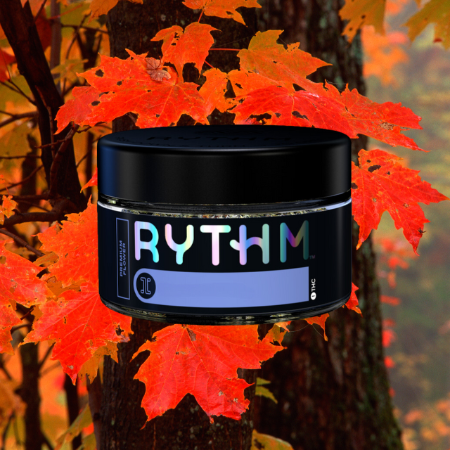 LITTLES | BLACK MAPLE #22 | 7G