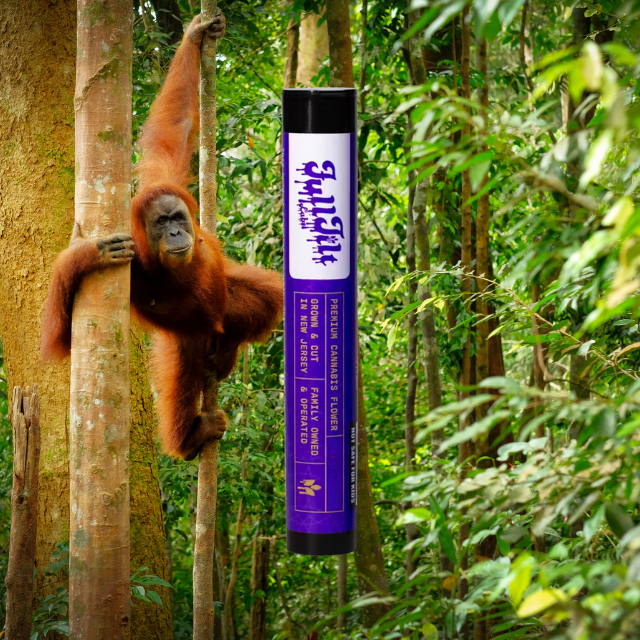 PREROLL | ORANGUTANG | 2-PACK | 1G