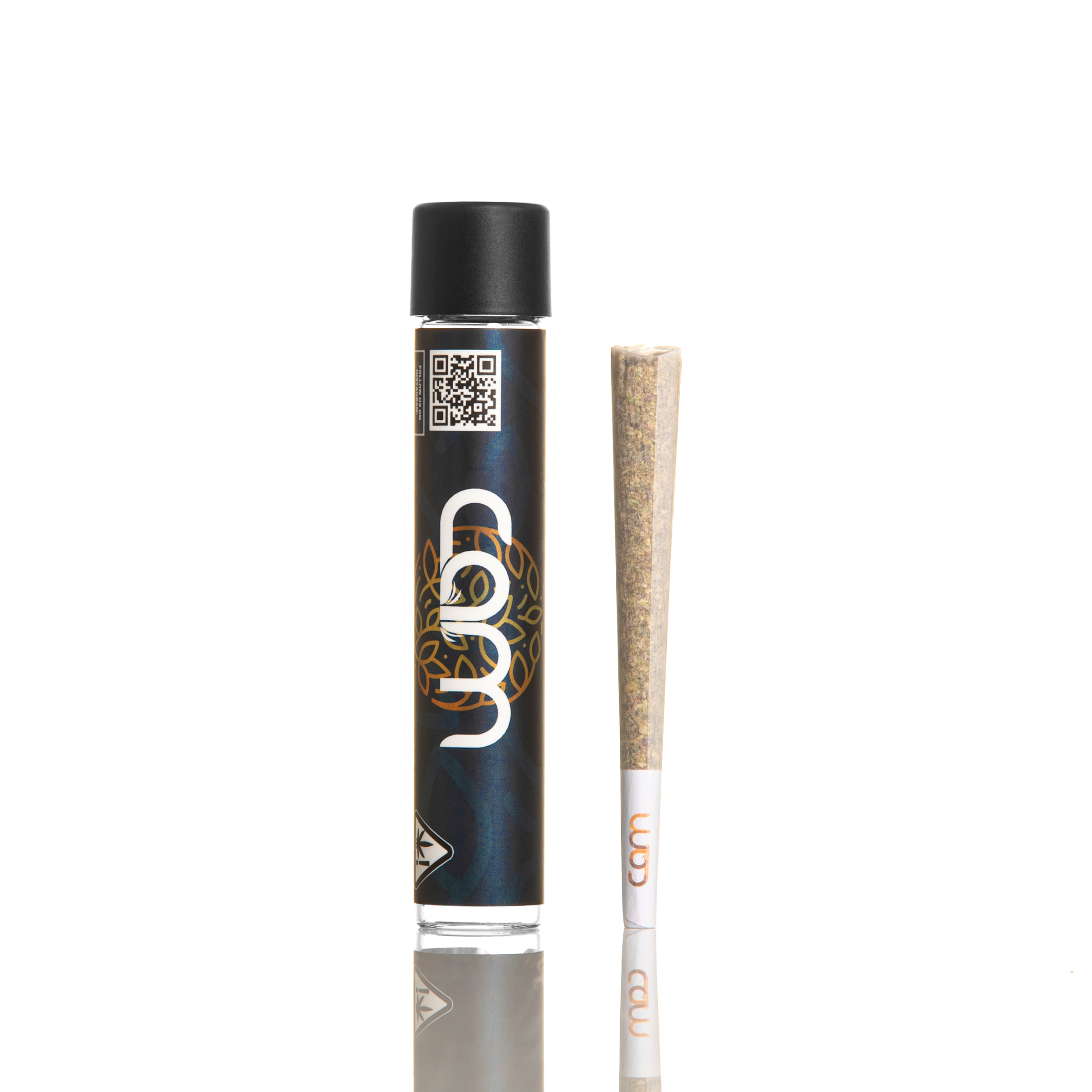 SUGAR CANE