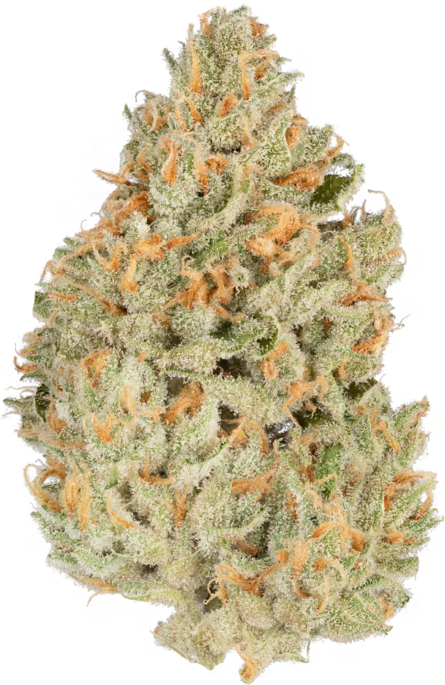 GREEN CRACK