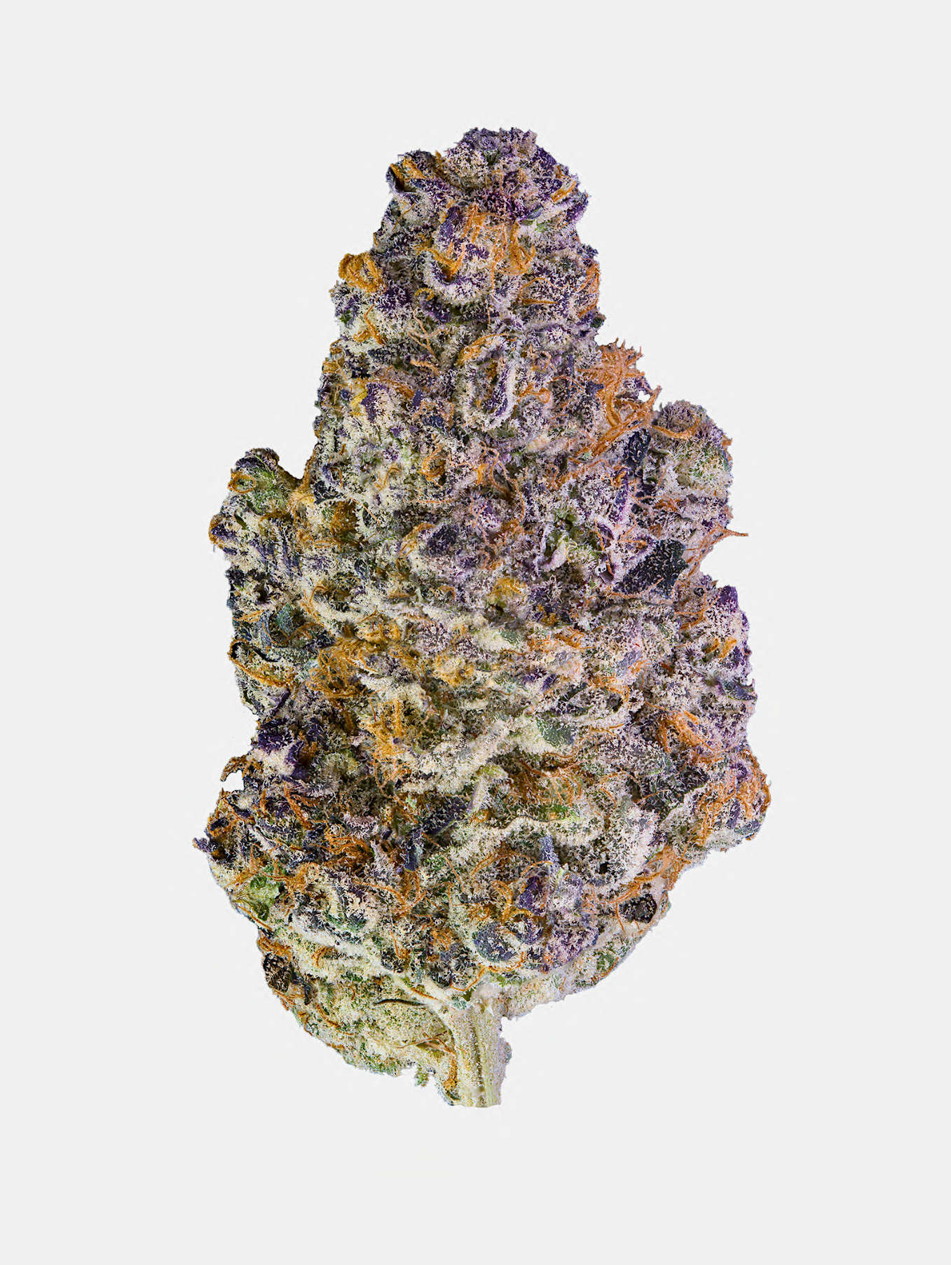 KEY LIME JACK