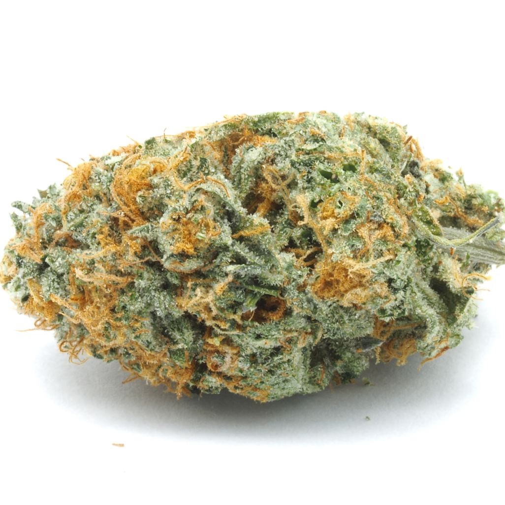 GELATO 41