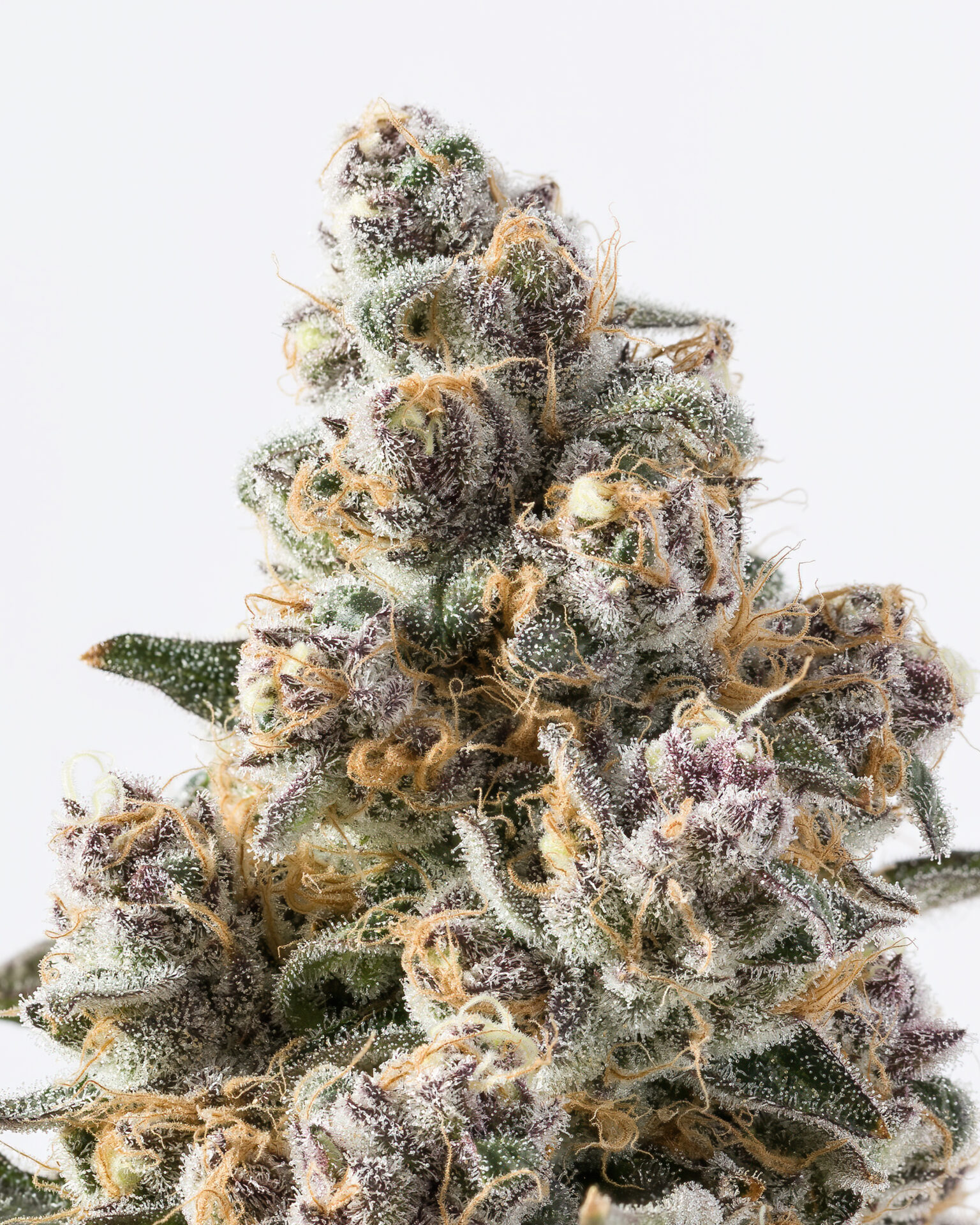 Glacier - SUPER BOOF 14G