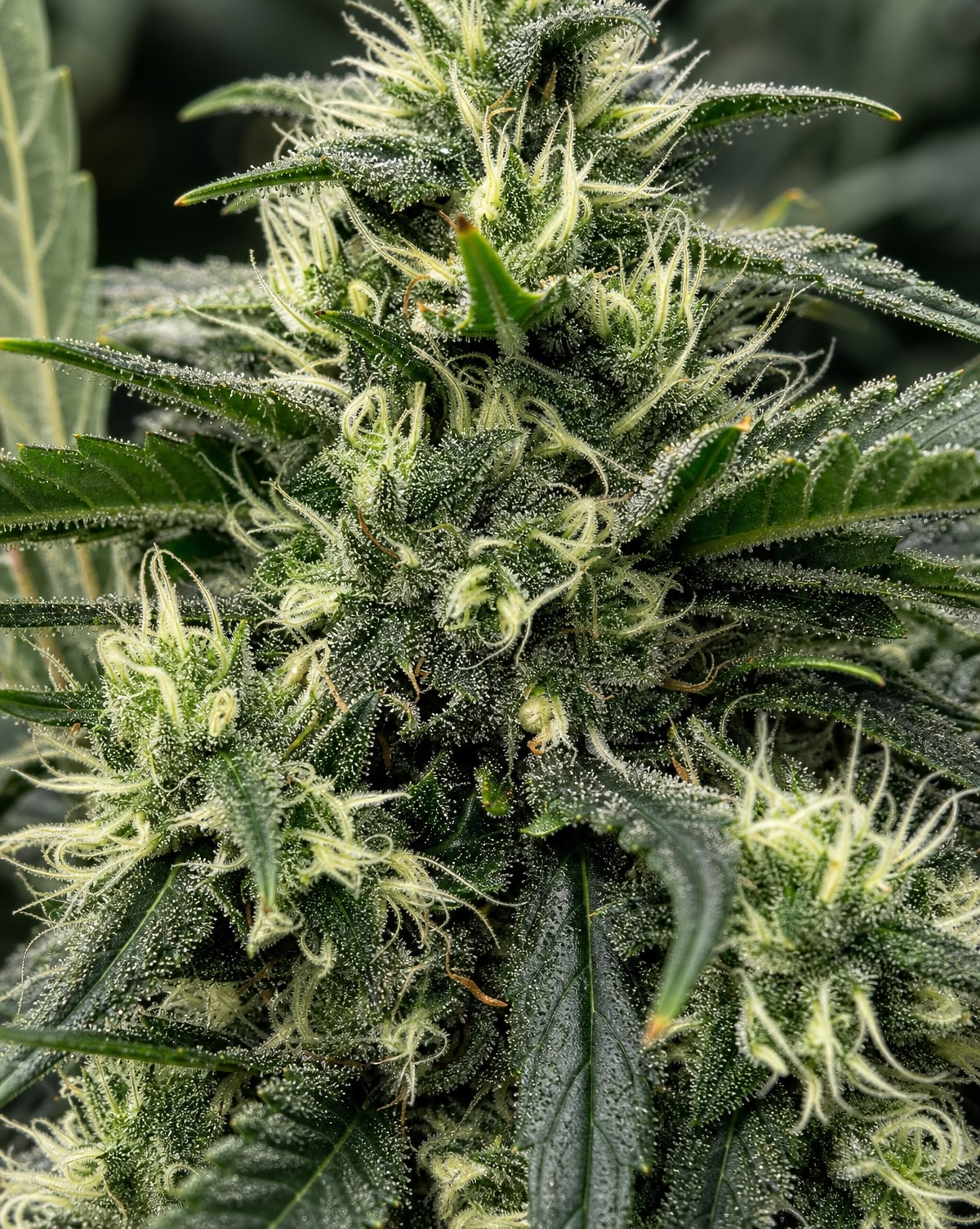 ISLAND FREEZE 14G (SMALLS)