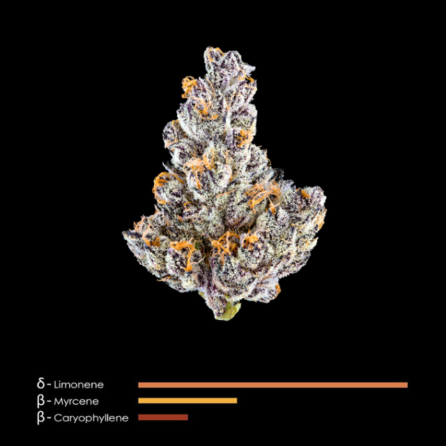 1/8 OZ- FRENCH LOTUS- PREMIUM INDOOR