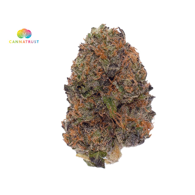 GELATO 33 3.5G