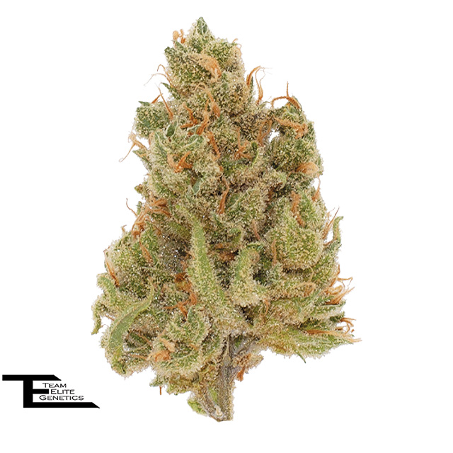 J1 - 3.5 g