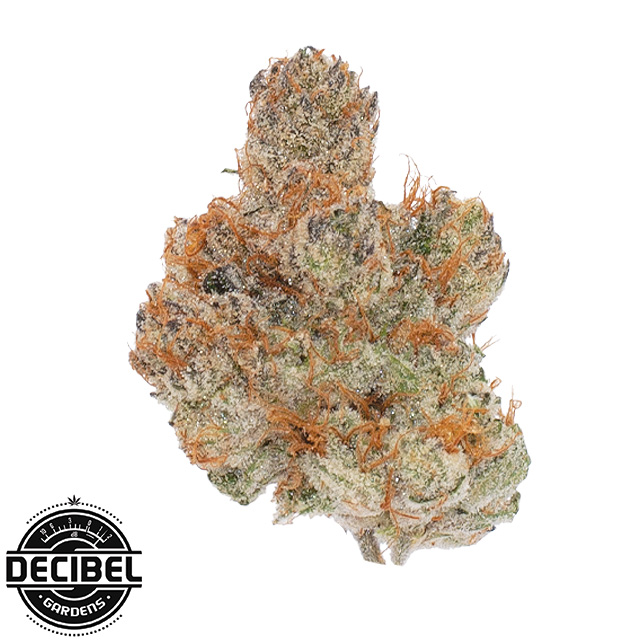 Decibel Gardens — Watermelon Punch